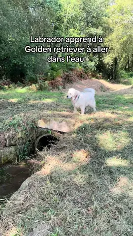 Visiblement l’eau n’était pas assez sale la première fois ! #labrador #labradorretriever #goldenretriever #chien #pourtoi 