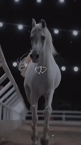 #CapCut شيخه قصيد وقلبها يعشق الخيل#عشق_الخيل_ادمان #خيل #حصان #شعر 