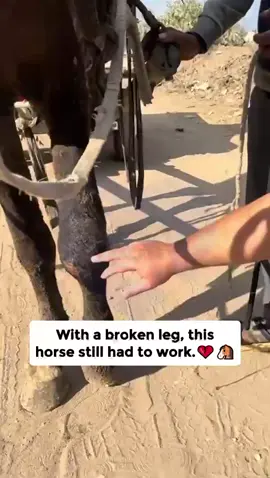 Now more than ever, we need your help! Donate Now! Link in Bio! #horse #help #solidarity 