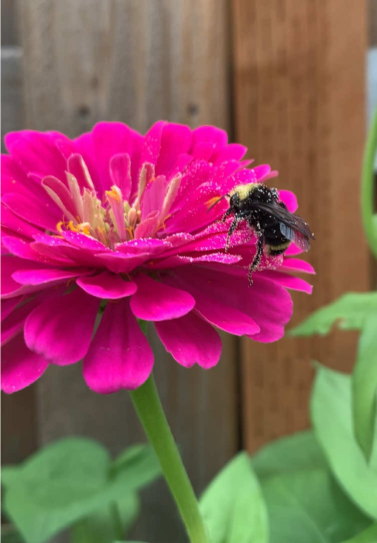 his greed sickens me #bees