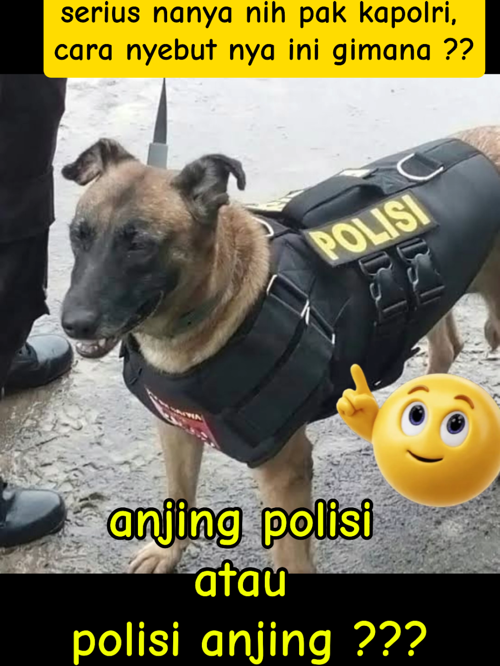 tolong dibantu ya?? #anjingpintar #anjingviral #story #foryou #tanyajawab 