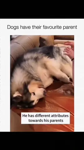 Funny and cute dogs compilation 🤣👀 #funnydog #funnypet #dogoftiktok #doglover #dog 