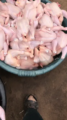 Depeno frangos ao domicílio só por 10mt cada frango! Número:856070113