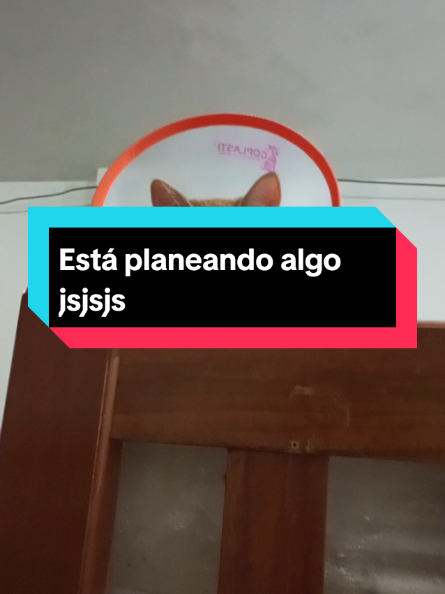 Bromita noma, incluso de volvió más cariñoso jajajaja #collar #michi #humor #paratii #fyp 