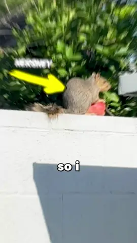 A Squirrel is a Man’s Best Friend @Color Block Jam #colorblockjampartner #squirrel #steak 
