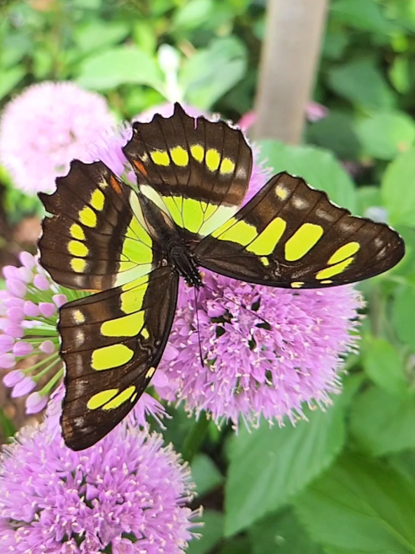 Malachite butterflies are a guest favorite here at The Butterfly House @Navy Pier ! 🌿 Their striking green markings range from lime to jade depending on each individual's pigmentation! #explorechicago #chicagohiddengems #pollinators #nature #navypier 