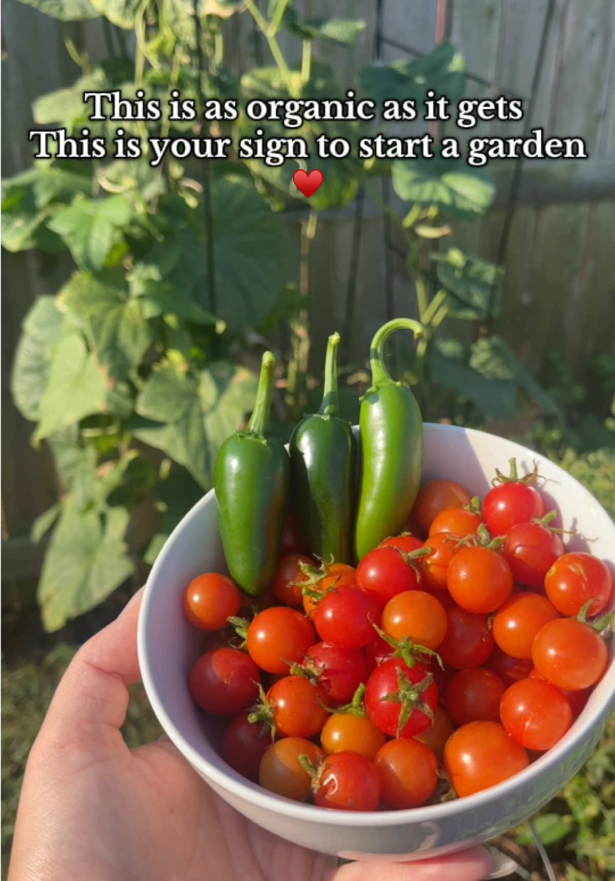 These jalapeños really did it today 🔥 My hands are straight-up on fire after chopping them for my salad. I’ve washed them 10 times with dish soap, rubbed on olive oil, even tried alcohol… and I’m still burning! 😅 Guess I found the good stuff 😂 #gardening #tomatoes #jalapeño #watermelon #homestead 