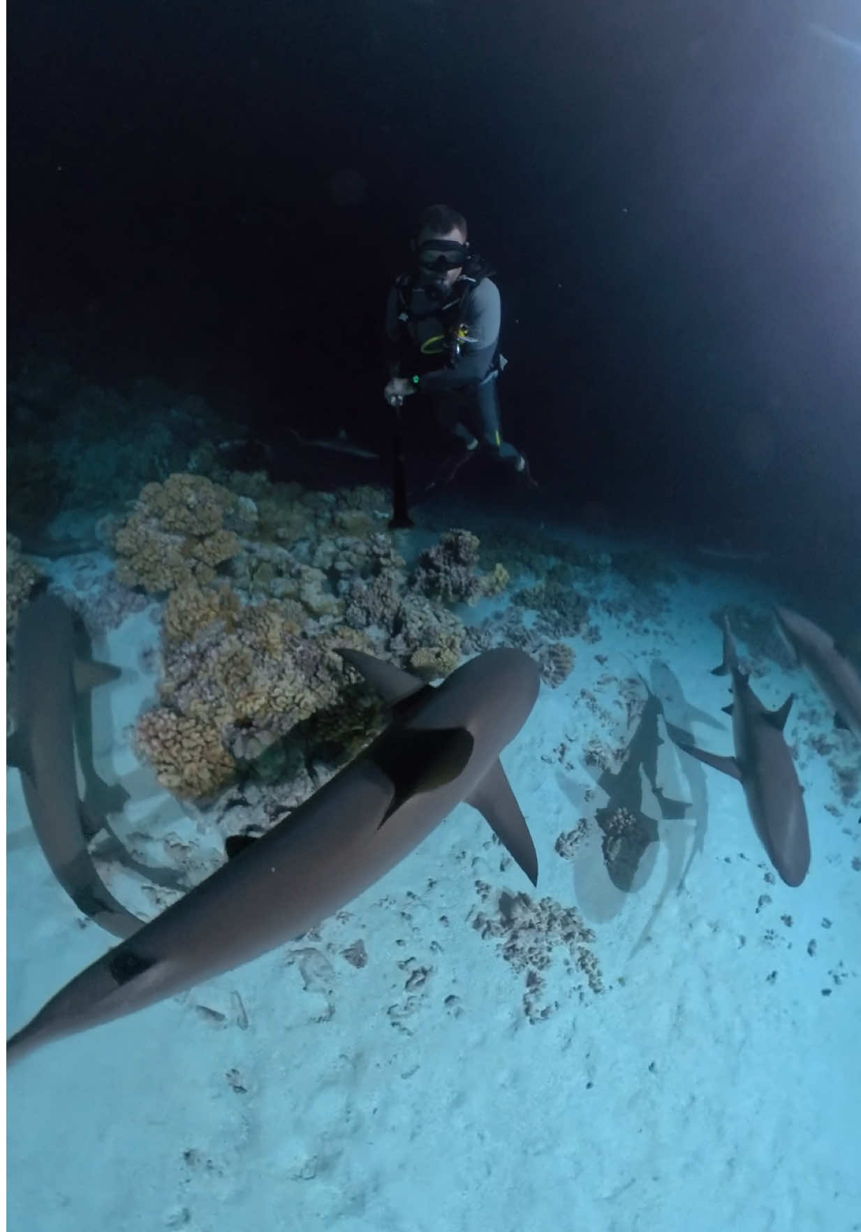 This was the most insane night dive.  Fakarava in French Polynesia boasts some of the shakiest dives around. #nightdiving #scubadiving #sharks 