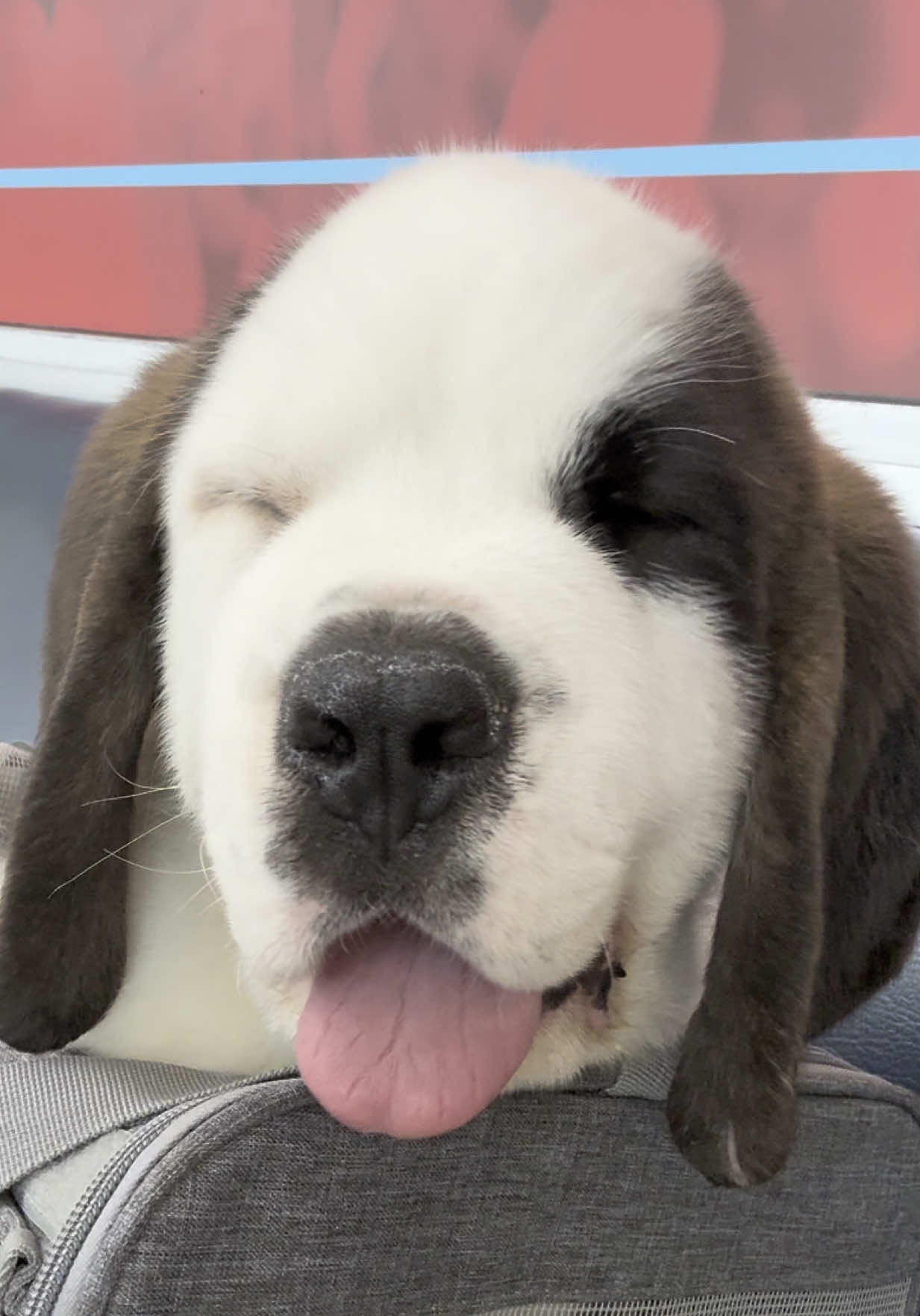 I am honored to wear his St. Bernard glitter all day long 🥰🥰#cr#creatorsearchinsightsn#animaltransportl#flightnannyu#puppya#saintbernard