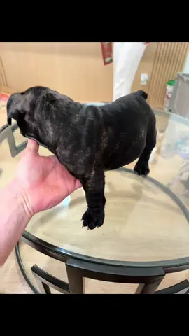 Brindle boy $2500.00 born 06/21/2025 7weeks old 