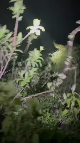 🦌🌲✌🏻