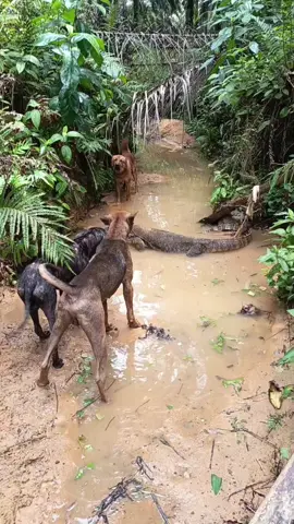 #moniter&dog#animal 