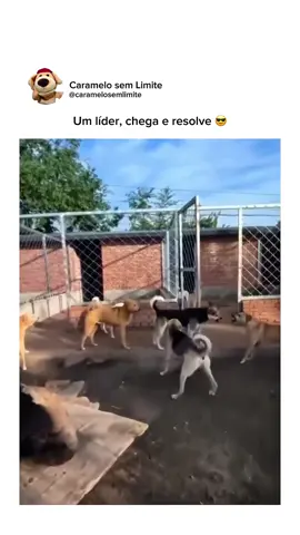 Autoridade 👏🏽👏🏽👏🏽 #cachorro #cachorrosengraçados #cachorrosfofos #cachorrocaramelo #viralata 