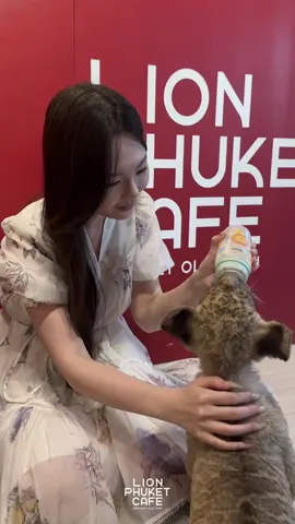 Ever wondered what it feels like to feed a lion cub? Here’s your chance! 🍼🦁  #ป้อนนมสิงโต #lion #lionking #lionphuketcafe #lioncafe #PhuketOldTown #lionphuketcafe😸🐅☕️ #คาเฟ่ภูเก็ต #คาเฟ่สิงโตภูเก็ต 