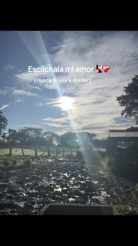 Nunca te voy a olvidar 