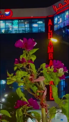 #مول #الحمره #الدانه #مجرد________ذووووووق🎶🎵💞 #اكسبلورexplore_o 