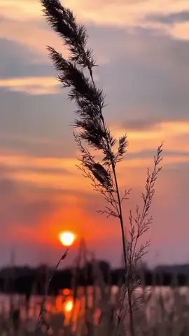 ❤️❤️#viral #CapCut #foryoupage #fyp #tiktokbangladesh @TikTok 