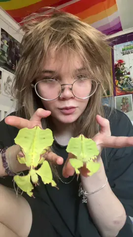 #fyp #leafinsects #bugs #insects #entomology 