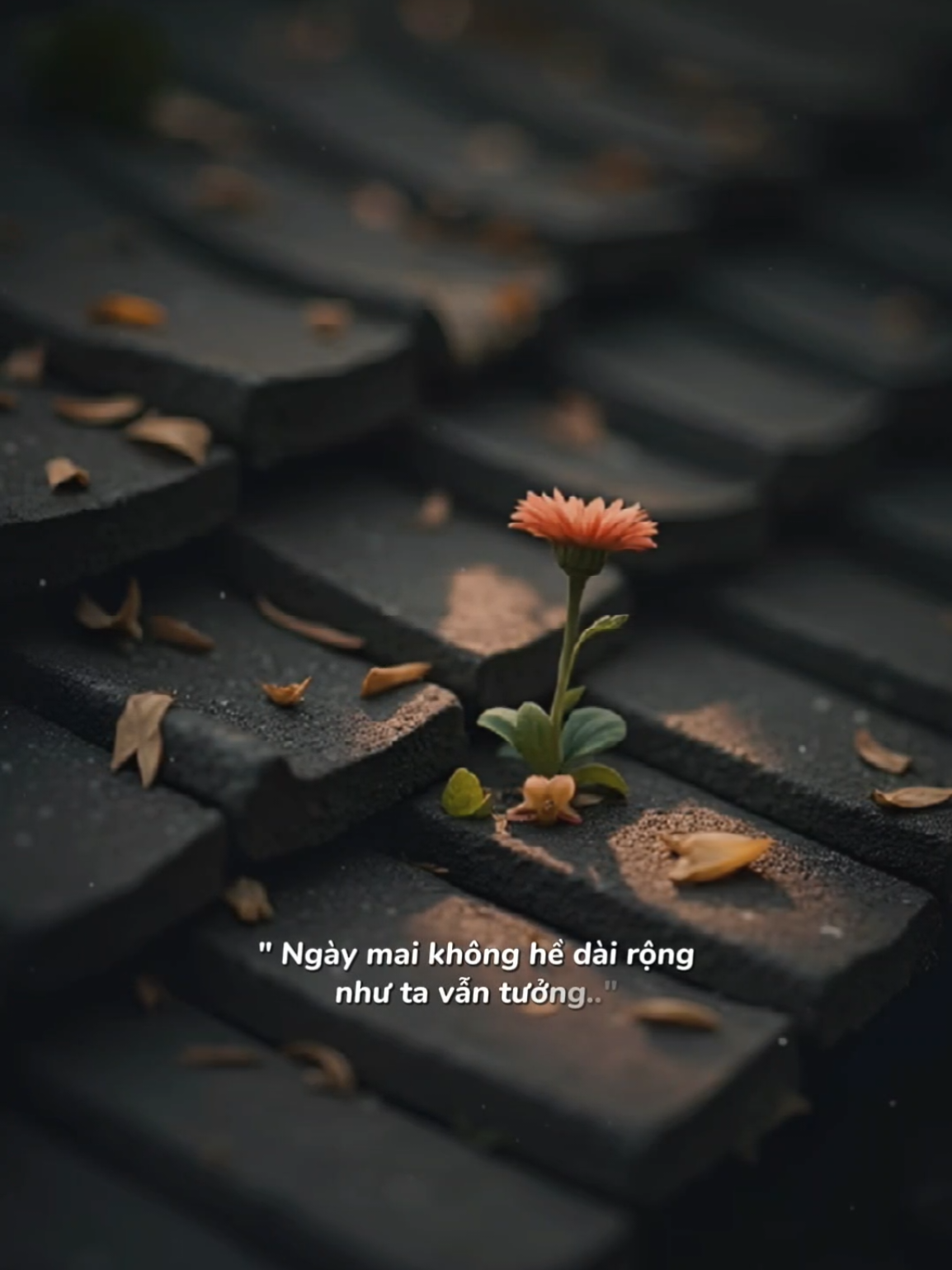 Thế giới này chúng ta chỉ đến một lần duy nhất... #nhachaymoingay #Bkmuzic #podcast 
