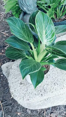 Birkin Philodendron available on @Happy Plant . Got mine and she is a beauty!! grab yours before they sell out. #birkinphilodendron  #birkin  #Philodendron #plants #plantsoftiktok 