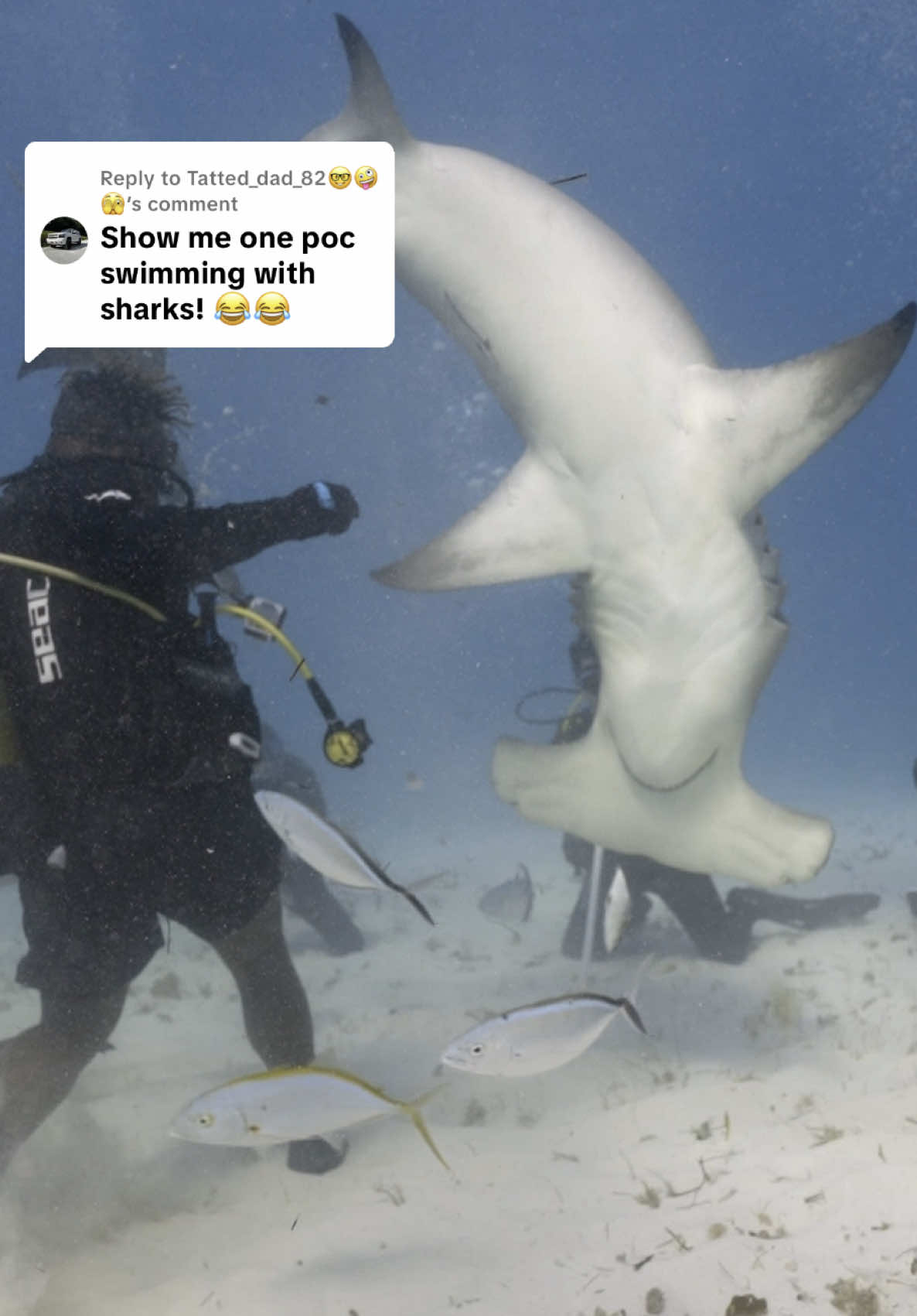 Replying to @Tatted_dad_82🤓🤪🫣  The stereotype is crazy, most my coworkers are incredibly talented and YES POC and have been in the water with sharks for a good majority of their lives. This stereotype is deeply rooted in a history of racism and segregation and theres no need for it here, the ocean is for everyone except yall with your stupid comments. You can stay inside. #sharkdivers #underwater #sharkweek #thebahamas #dive