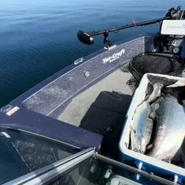 Full cooler of King Salmon and flat calm water! My kind of happiness!                                           #salmon #fishing #fishinglife #moonshinelures #greatlakes @AcmeTackle 