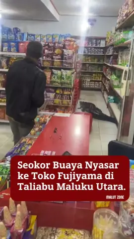 Seekor buaya berukuran besar masuk ke Toko Fujiyama, Desa Wayo, Pulau Taliabu Maluku Utara, pada Minggu malam (17/8/2025) sekitar pukul 20.00 WIT.