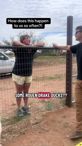Friendly reminder… If you become the viral farm content creator in your small town county known for collecting animals who need homes… You will have Sunday morning drop offs at your door 😂👏🐄🦆🐥 male ducks often can become dangerous when breeding… These three needed to go to a home with females that are larger than they are. Come on down. We have more than enough female duck to go around LOL! Male to female ducks should be kept at a 1male to 3 female ratio always 👍 ##fyp##farmlife##ranchlife##ducksoftiktok##homestead
