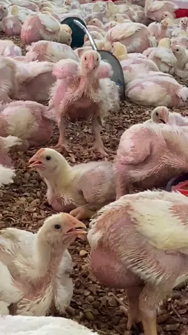 #tiktokindia #senegalaise_tik_tok🇸🇳pourtoichallenge #tiktoksenegal🇸🇳 #poulet 