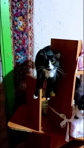 Мы бездомыши и нам важна любая помощь!