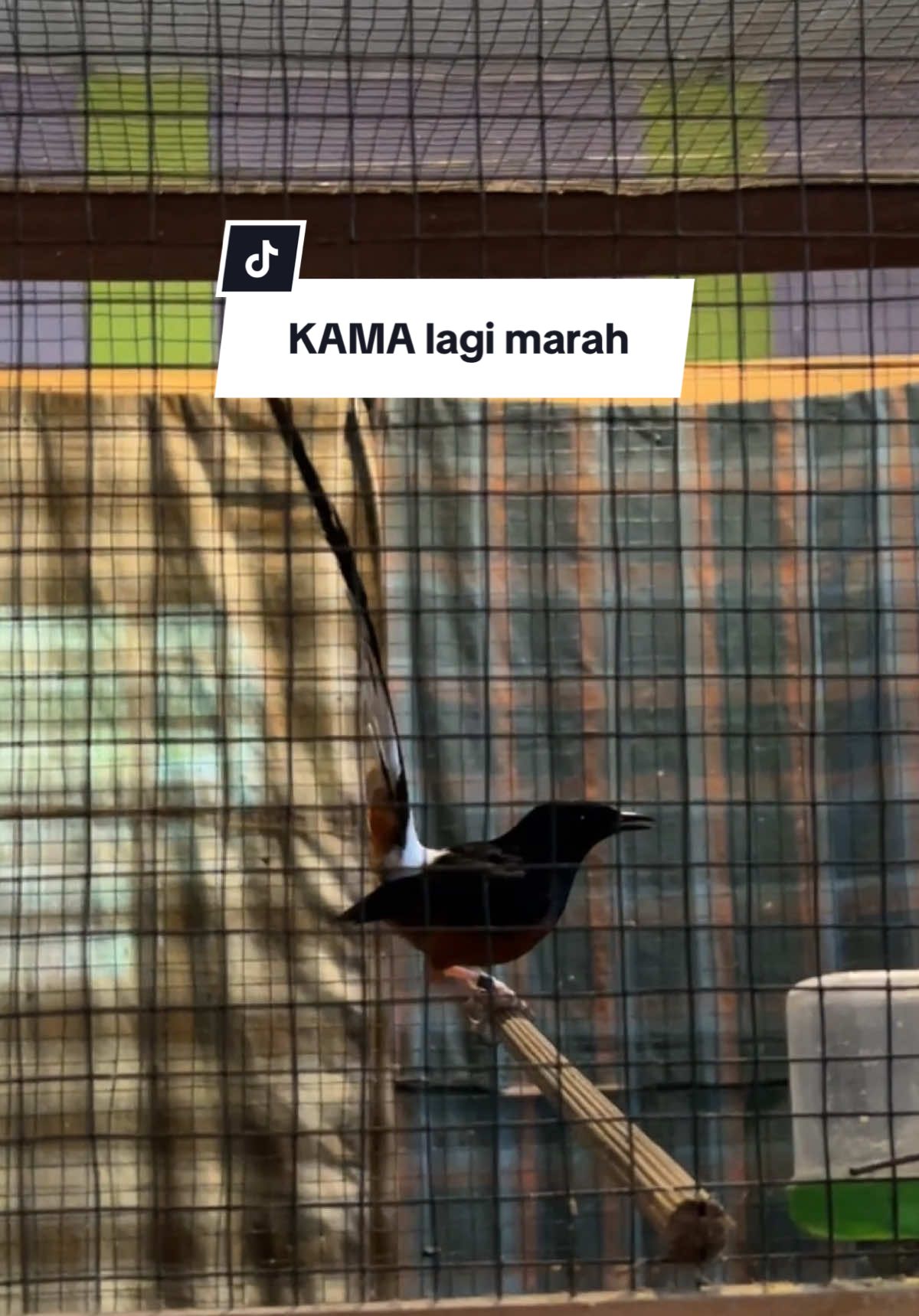 Indukan kita ini pantang diganggu😩🙈 langsung nembak nembak #muraibatuindonesia #muraibatumedan #muraibatuekorpanjang #muraibatumania #fypシ 