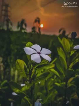 # ভাদ্র মাসের আকাশ আমার সাদা মেঘের ভেলা 🤍🤍❤️