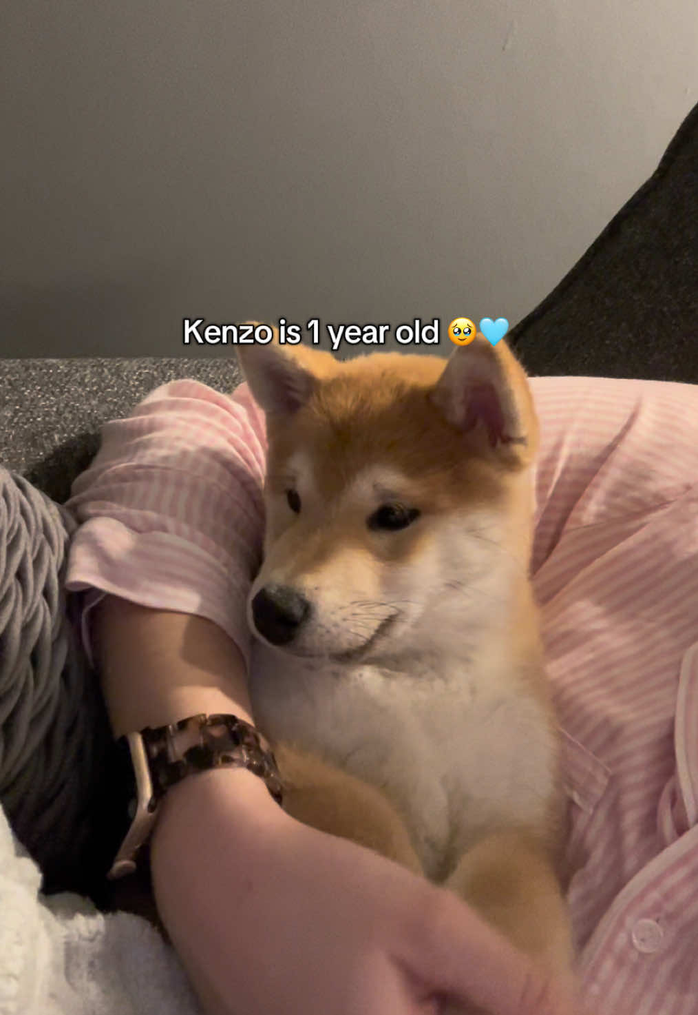 Happy birthday Kenzo 🎈🐾🩵 so many memories already 🥹 #dogsbirthday #puppymemories #shibainu #shibainupuppy #shibalove 
