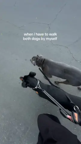 riggins spotted a squirrel but we kept it moving #dogsoftiktok #dogmom #doberman #mastiff 