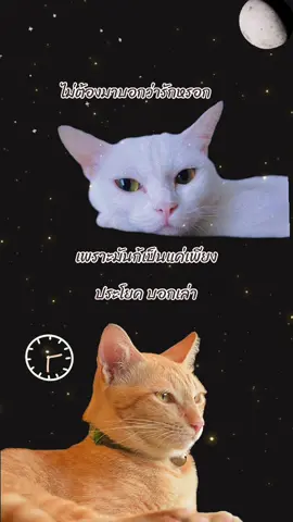 #สตอรี่แมว 