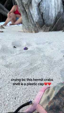literally went searching for a new shell for him after this🥹🥹 #costarica #hermitcrab #vacationvibes 