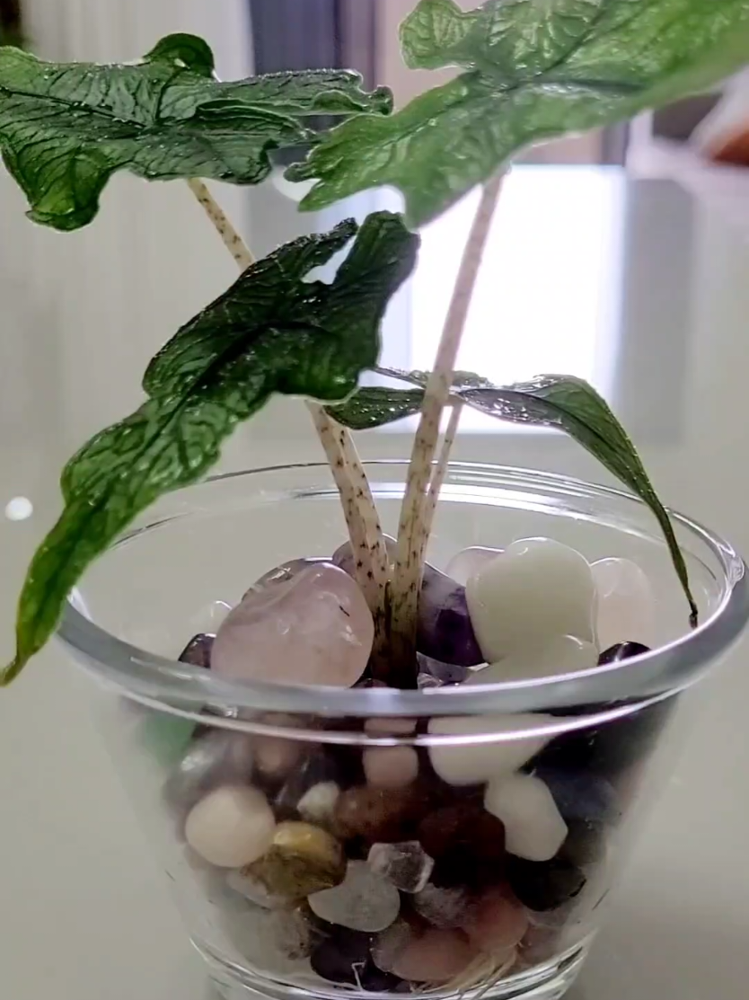 Plantas cultivadas na água 🌿 #hidroponia #decoracaocomplantas #plantas 