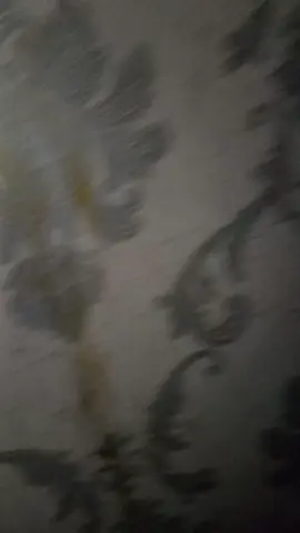 josjis bolo
