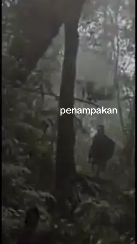 sedikit cerita gunung dempo perjalanan ke shelter 1 😳. posisi kami turun sama sekali gak papasan sama pendaki  #dempo #gunungdempo #gunungdempopagaralam #penampakan 
