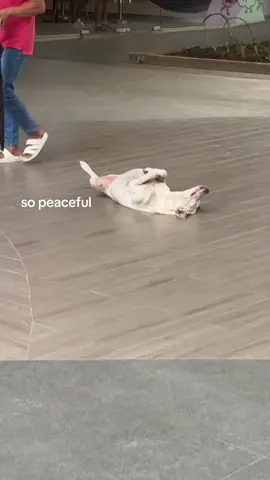 Sleep muna before night shift duty 🤣 he’s so peaceful #fyp #dog #itpark #dogsofitpark #dogsoftiktok 