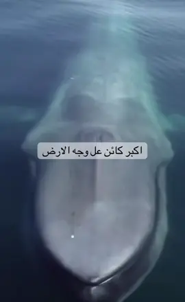 #amazing #حوت #amazingocean #viral #fyp 