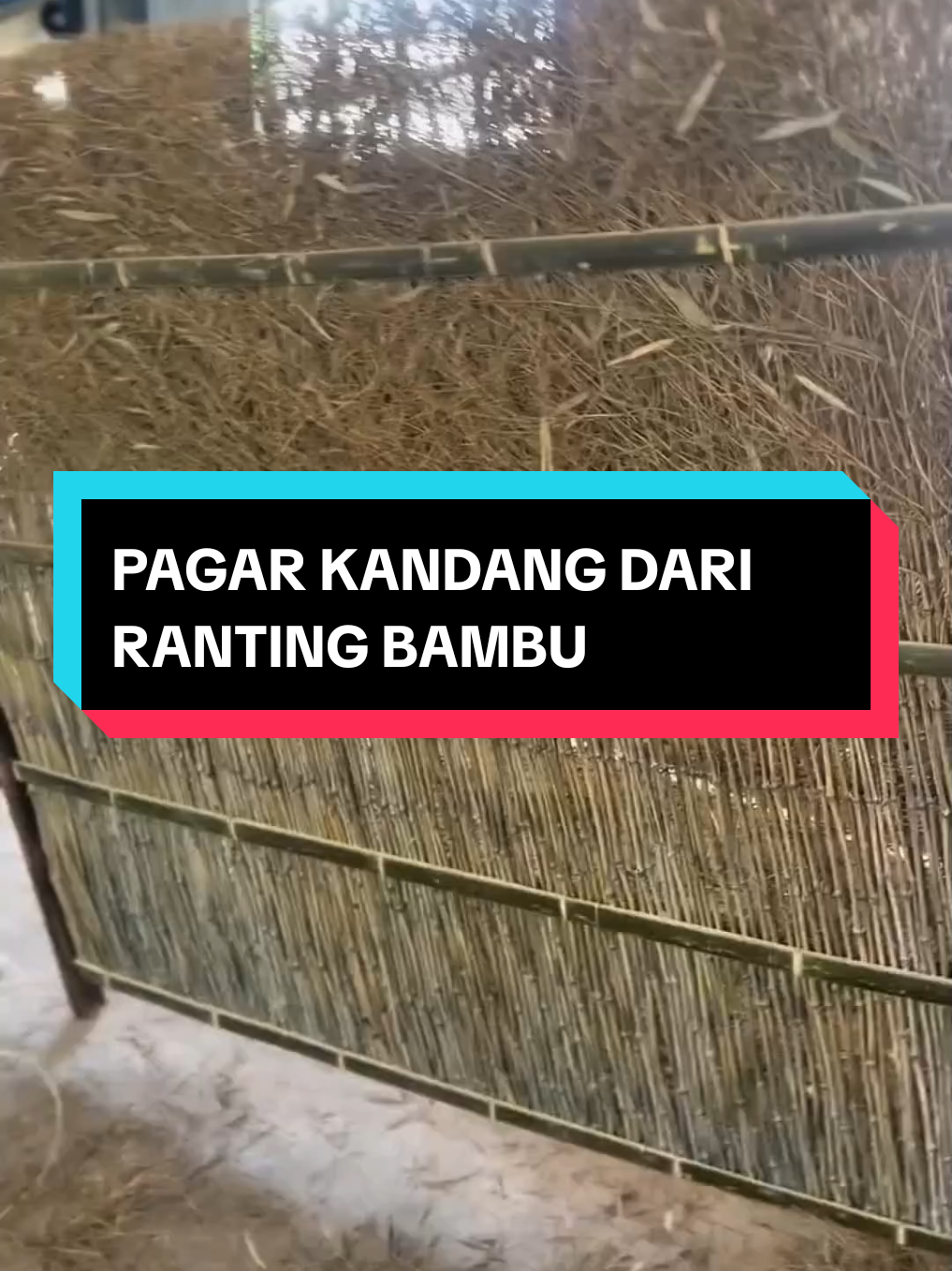 membuat pagar kandang dengan ranting pohon bambu #kandang #kreatif #peternak 