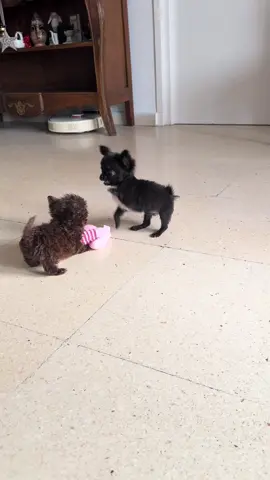 #teacupchihuahuasoftiktok #babytiktok #puppiesoftiktok #chihuahuastiktok #
