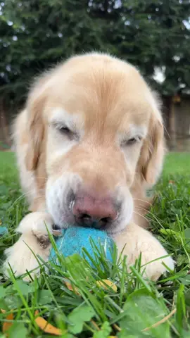 Drop a 🐶 if your dog does this too #dogasmr
