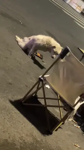 Poor dog #pet #xuhuong #fyp #trending #dog 
