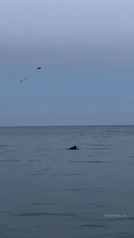 Дельфін в Аркадії 🫶🐬 #дельфіни #dolphin #dolphins #odesa #sea 