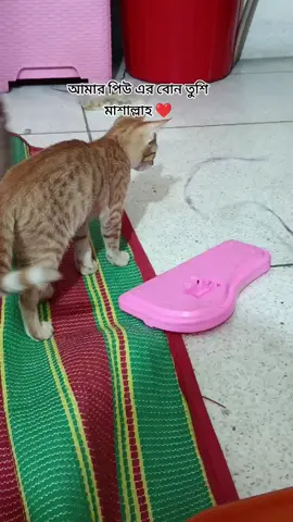 #onthisday #Love #cat #cut 