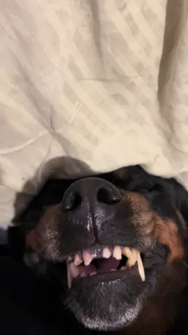 Lookin for a sexy single doggie. Leave your pics in the comments!! #onlypaws #dog #PetsOfTikTok #viral #rottweiler 