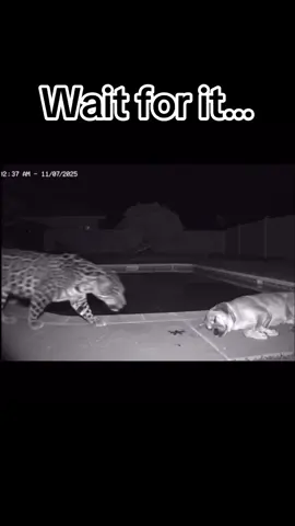 Ring camera from last night #fyp #animals #tiger #blackandwhite #family #ring #camera #wildlife #funny #haha #joke 