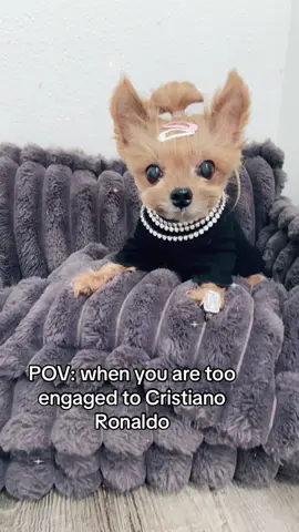 Coby: somebody needs to go tell Gorgina 🐶🐾😂😂🤣😚😍😘💎💎💍💍✨✨✨✨💖💖💖 #cristianoronaldo #fyp #doglovers #dogsoftiktok #yorkiesoftiktok 